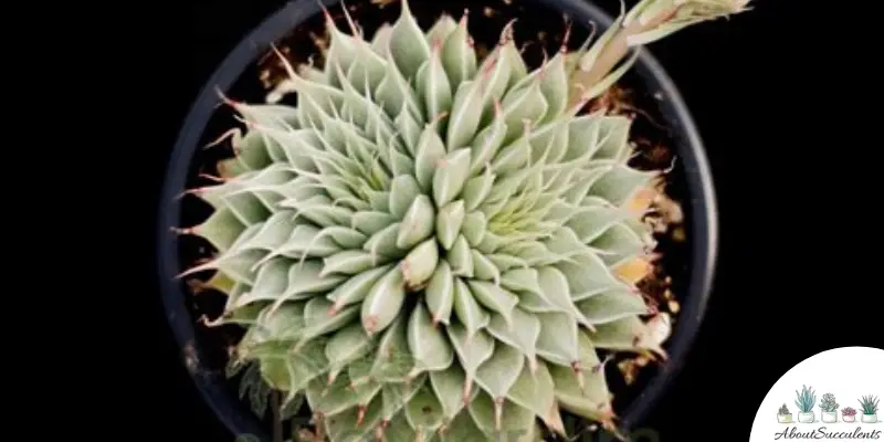 Graptoveria ‘Silver Star’ plant