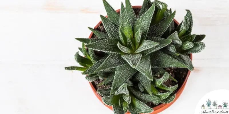 Pianta di Haworthia coarctata