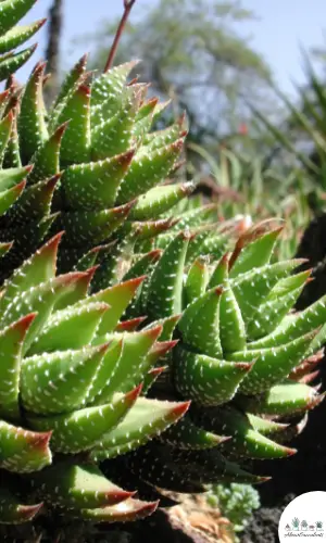 Haworthia coarctata sukkulent