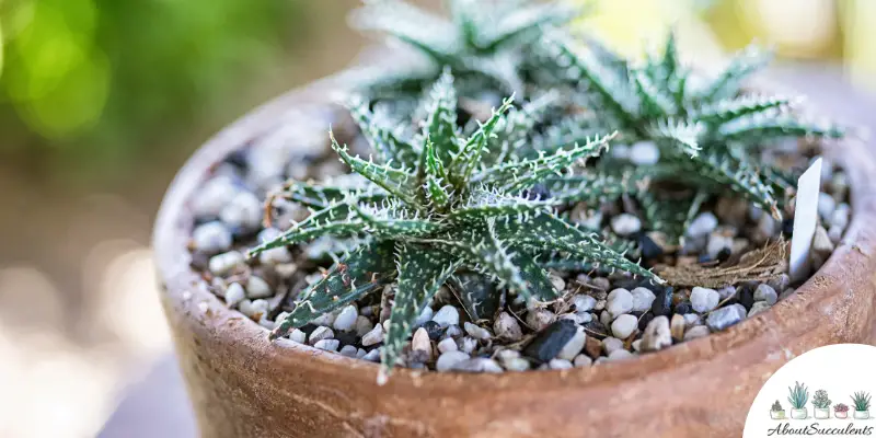 Haworthia concolor plant