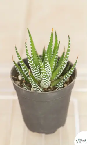 Haworthia concolor sukkulent