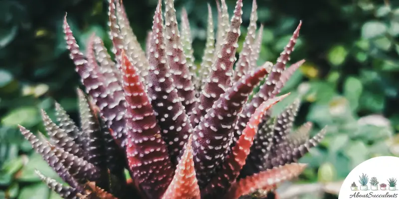 Haworthia fasciata plant