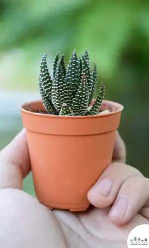 Haworthia fasciata sukkulent