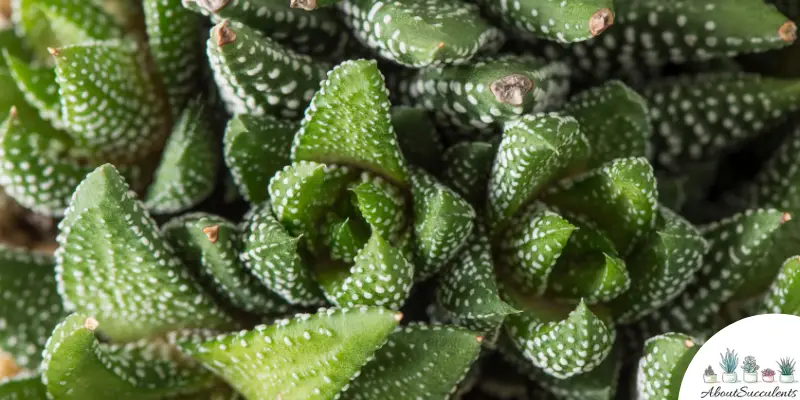 Haworthia reinwardtii plant