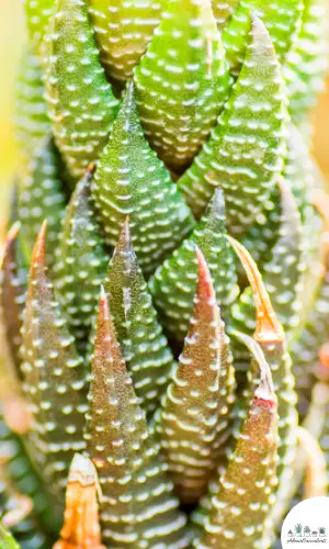 Haworthia reinwardtii succulenta