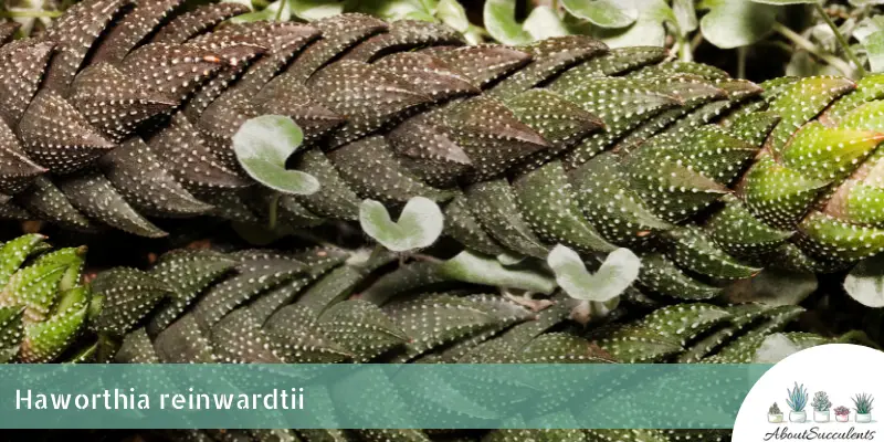 Haworthia reinwardtii