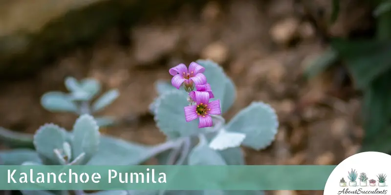 Kalanchoe Pumila