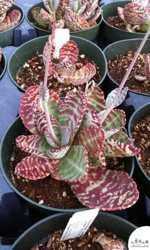 Kalanchoe humilis succulent