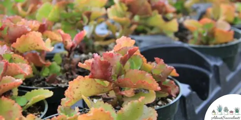 Kalanchoe longiflora coccinea succulenta