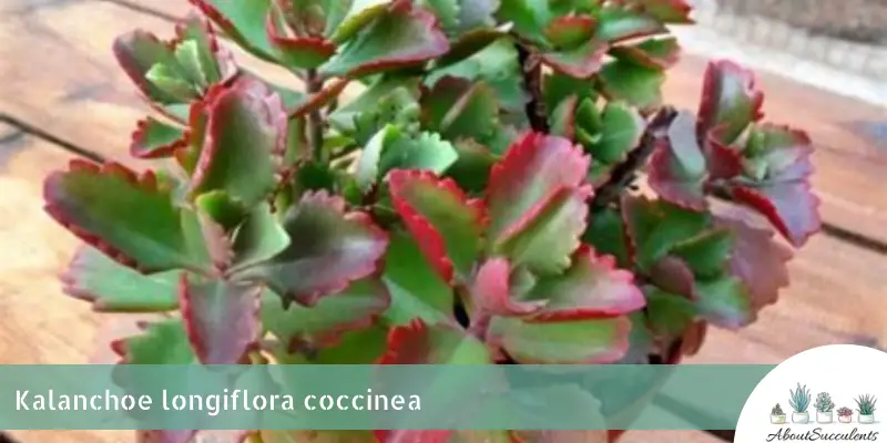 Kalanchoe longiflora coccinea