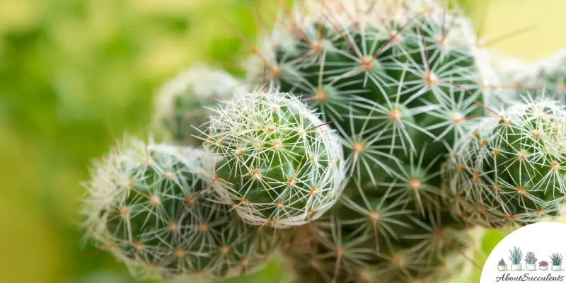 Mammillaria gracilis fragilis plant