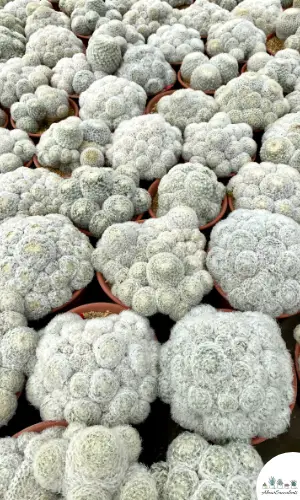 Mammillaria plumosa succulent