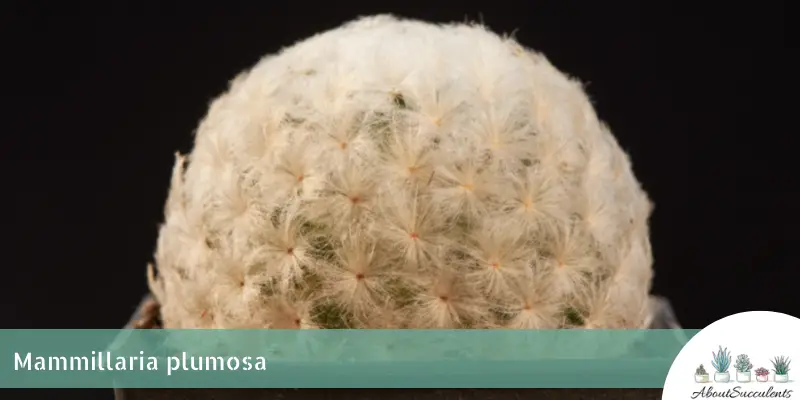 Mammillaria plumosa