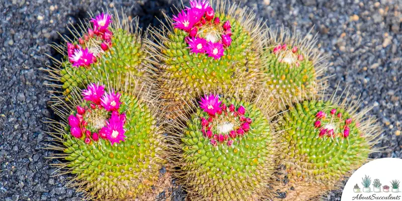 Mammillaria rhodantha plant