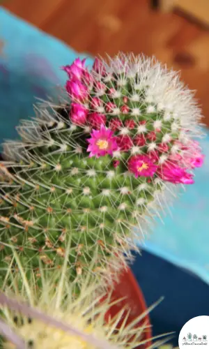 Mammillaria rhodantha succulent