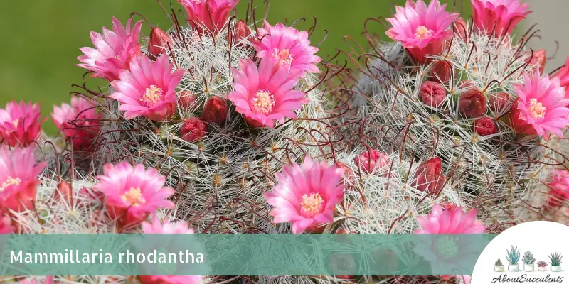 Mammillaria rhodantha