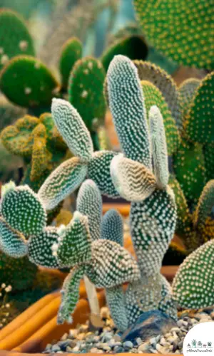 Opuntia microdasys albata plant