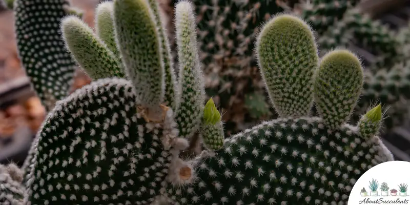 Opuntia microdasys albata sukkulent