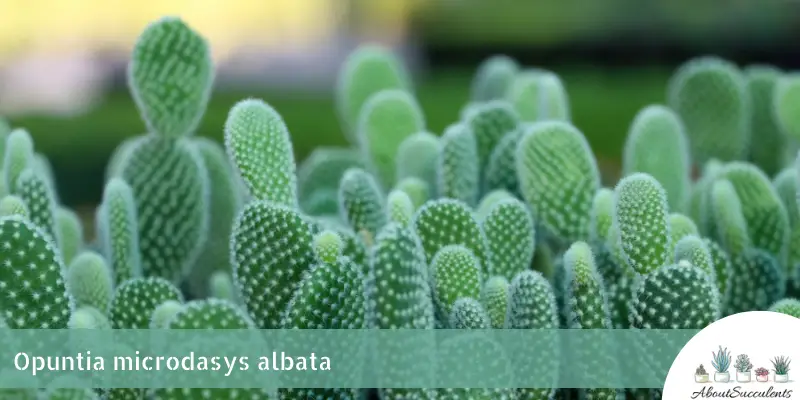 Opuntia microdasys albata