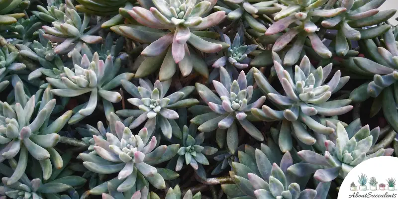 Pachyveria glauca ‘Little Jewel’ plant