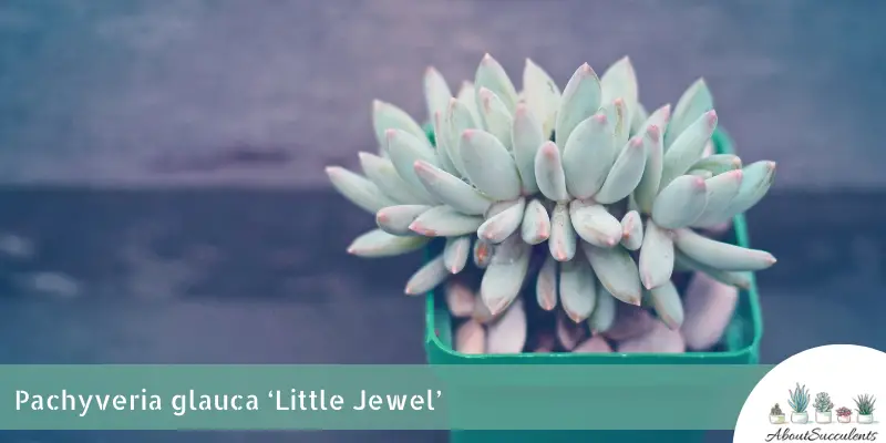 Pachyveria glauca 'Little Jewel'