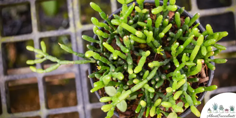 Rhipsalis cereuscula plant