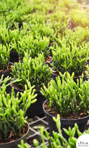 Rhipsalis cereuscula succulent