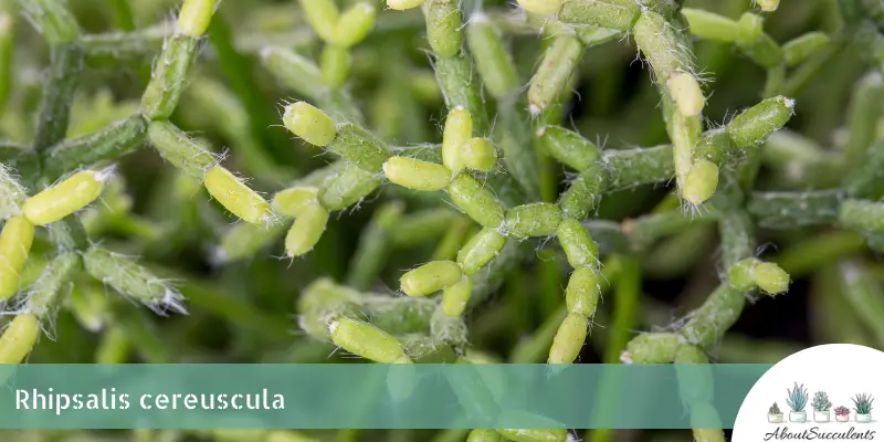 Rhipsalis cereuscula