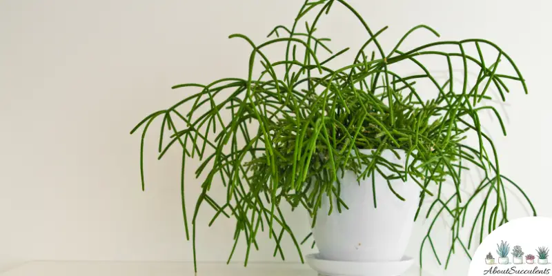 Pianta di Rhipsalis ewaldiana