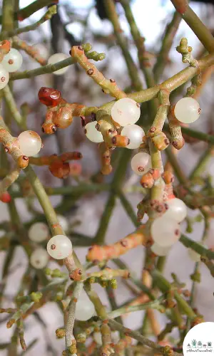 Rhipsalis ewaldiana sukkulent