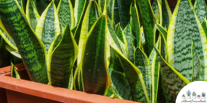 Sansevieria trifasciata plant