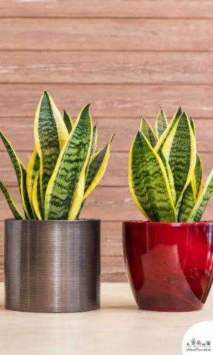 Sansevieria trifasciata sukkulent