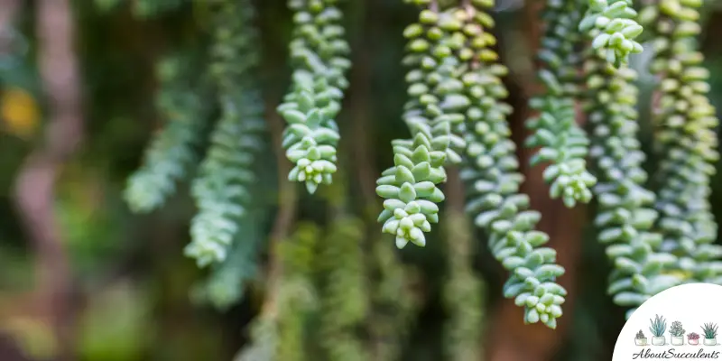 Plantation de Sedum morganianum 'Burrito'.