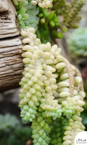 Sedum morganianum ‘Burrito’ succulent