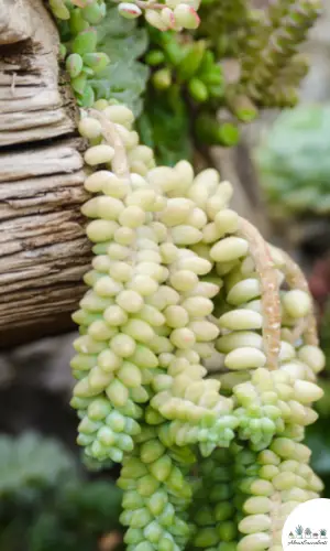 Sedum morganianum 'Burrito' succulento