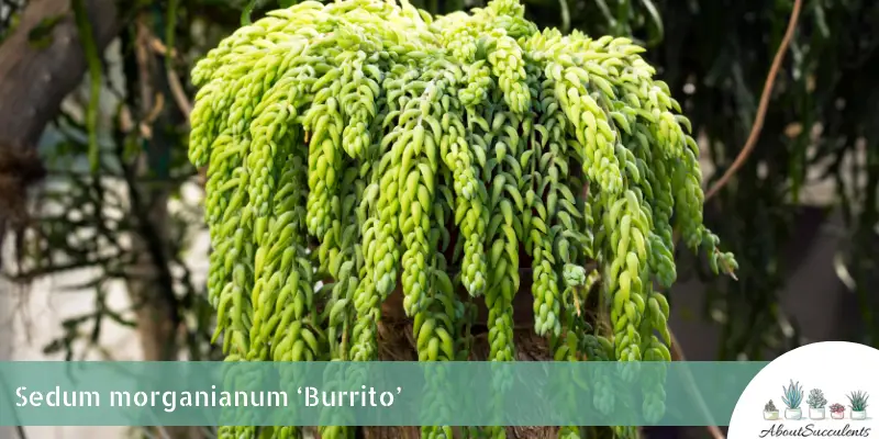 Sedum morganianum 'Burrito' (en anglais)