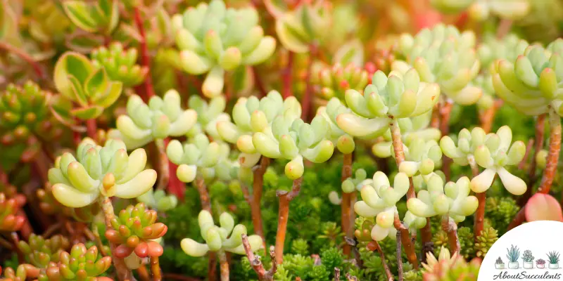 Sedum praealtum Pflanze