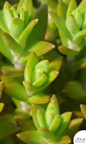 Sedum praealtum succulent