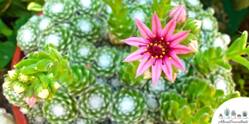 Plante de Sempervivum arachnoideum 'Cebenese'.