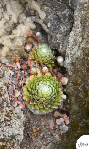 Sempervivum arachnoideum 'Cebenese' succulento
