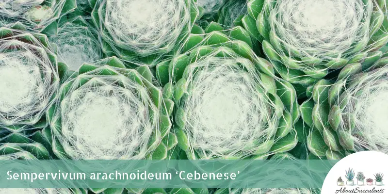 Sempervivum arachnoideum 'Cebenese