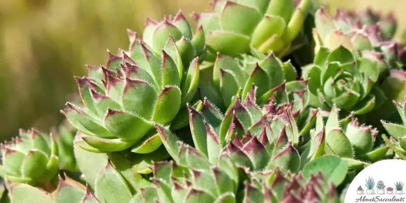 Planta Sempervivum 'Hedgehog'