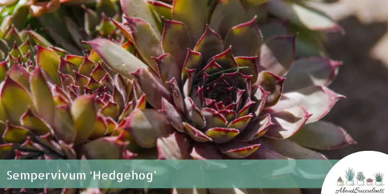 Sempervivum 'Hedgehog' (hérisson)