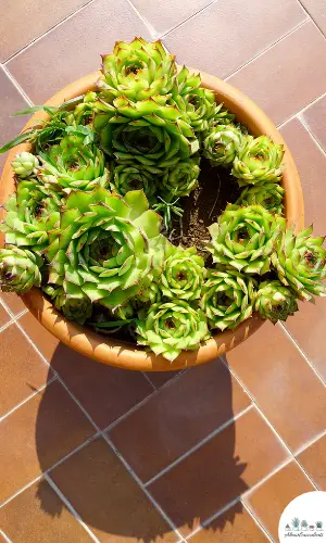 Sempervivum ‘Royanum’ plant