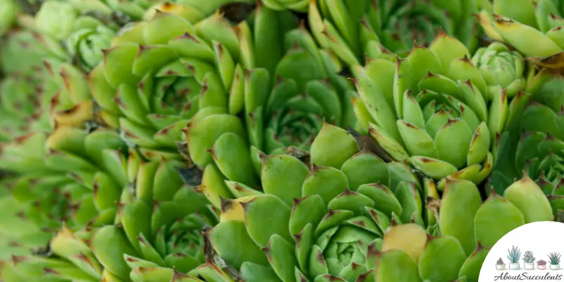 Sempervivum ‘Royanum’ succulent