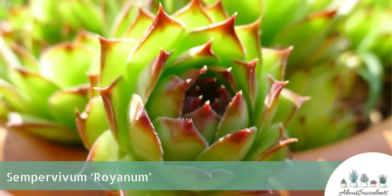 Sempervivum 'Royanum' (Sempervivum 'Royanum')