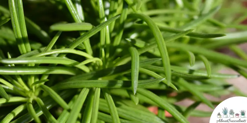 Senecio barbertonicus plant