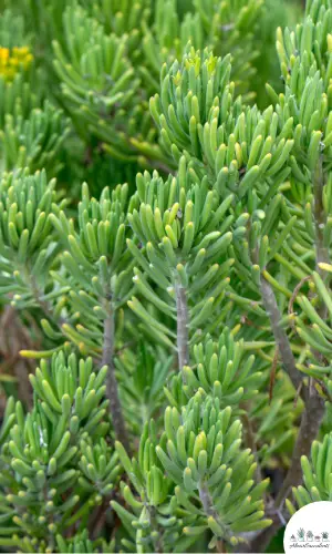 Senecio barbertonicus succulent