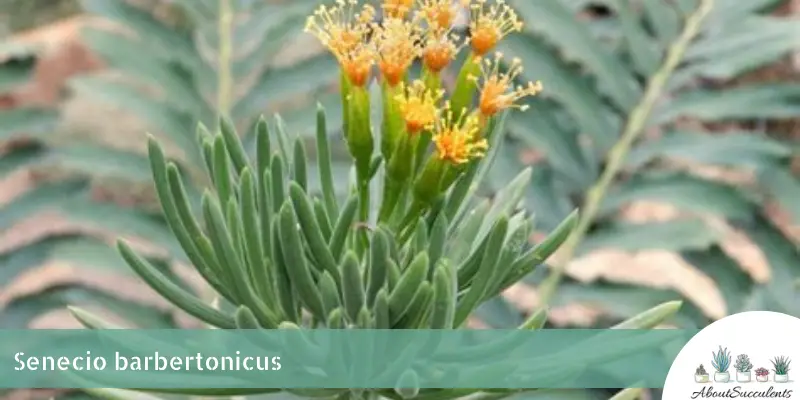 Senecio barbertonicus