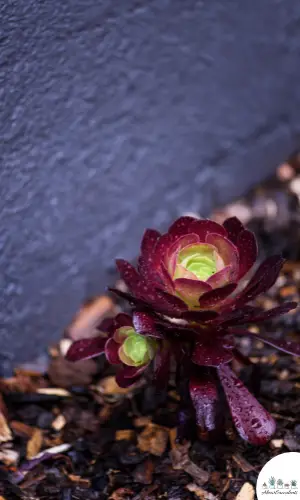 5 Factors That Affect The Frequency Of Watering Of Succulents